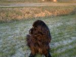 Ospitalit� per cani